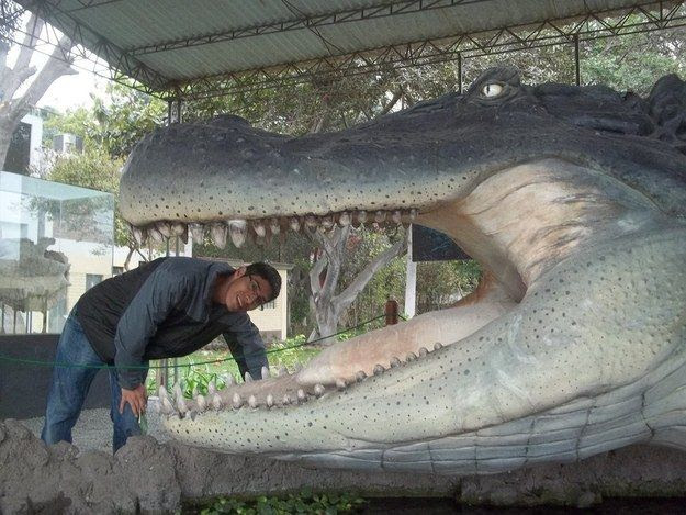 すべての動物画像 トップ100 巨大 生物 世界 一 大きい 動物