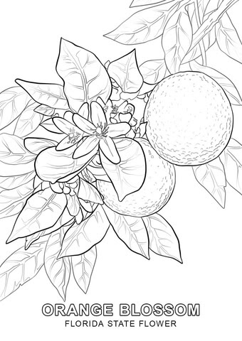 We did not find results for: Florida State Flower Coloring Page Free Printable Coloring Pages