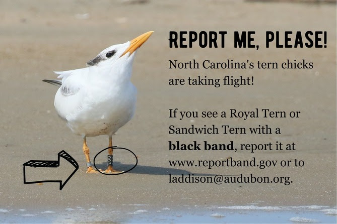Report Banded Terns