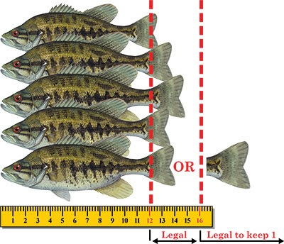 Other black bass species regulation