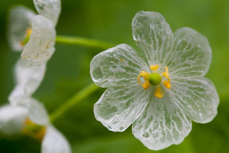 美しい花の画像 新鮮な透明 に なる 花