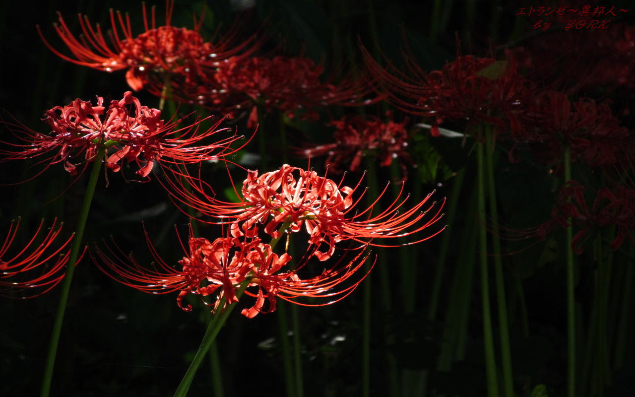 無料印刷可能彼岸花 壁紙 Pc 最高の花の画像
