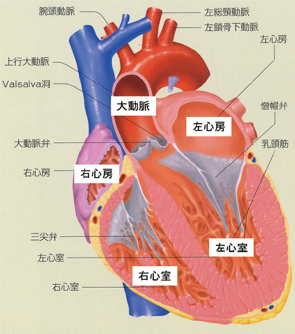 50 心臓 画像 最高の画像画像