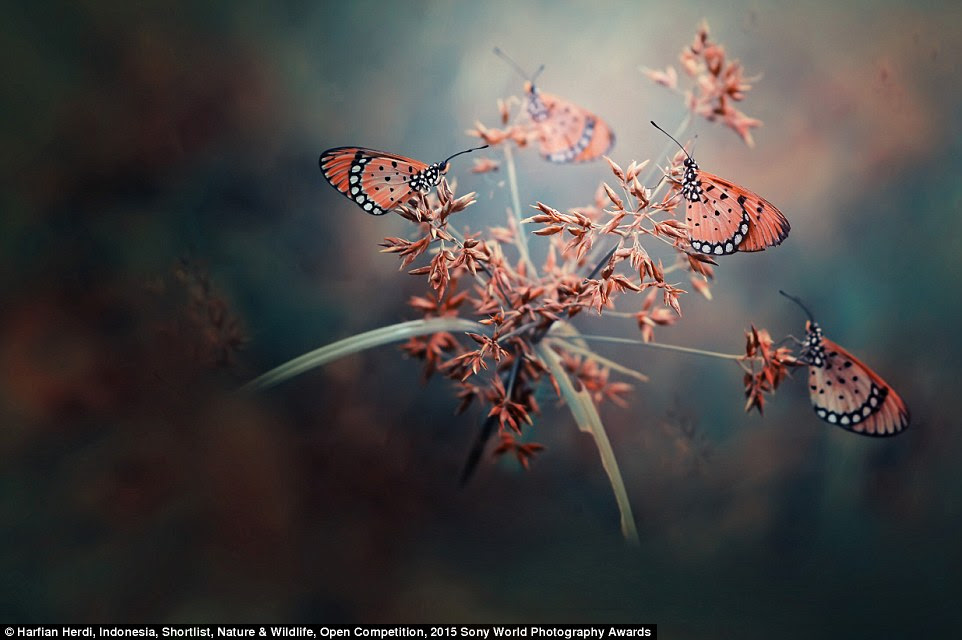 Fantastic nature: Pink butterflies emerge from the ether in this photograph taken in Indonesia by Harfian Herdi, using a very narrow depth of field. The photograph is entered into the Nature and Wildlife category of the competition