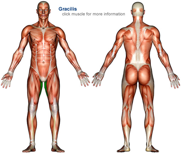 A muscle consists of fibers of muscle cells surrounded by protective whether it is the largest muscle in your body or the tiny muscle controlling the movement of your eye, every muscle functions in a similar manner. Muscle Anatomy