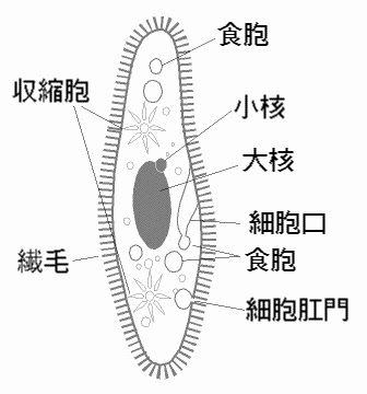トップ100 イラスト ゾウリムシ 美しい花の画像