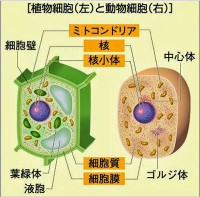 動物画像のすべて トップ100植物 細胞 と 動物 細胞 の 違い