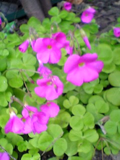 これまでで最高の三つ葉 花 ピンク すべての美しい花の画像