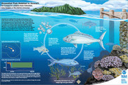 fish habitat
