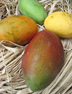 The manila mango is more slender than the large mango varieties such as the. Market Manila Tainong And Irwin Mango Varieties General