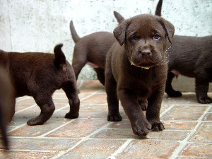Enter your email address to receive alerts when we have new listings available for golden labrador puppies for sale. Barefoot Labradors Of Killingworth Ct