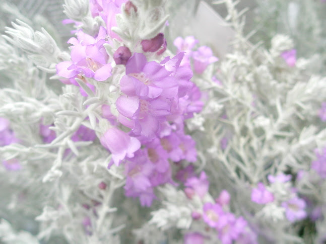 紫小花冬 紫小花冬 Jozpictsigeqq