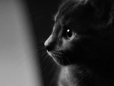 すべての動物の画像 待ち受け スマホ 壁紙 猫 かっこいい