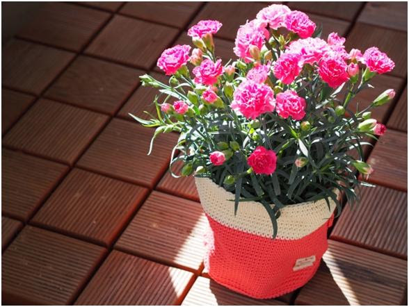 カーネーション 育て 方 多年草 カーネーション 育て 方 多年草