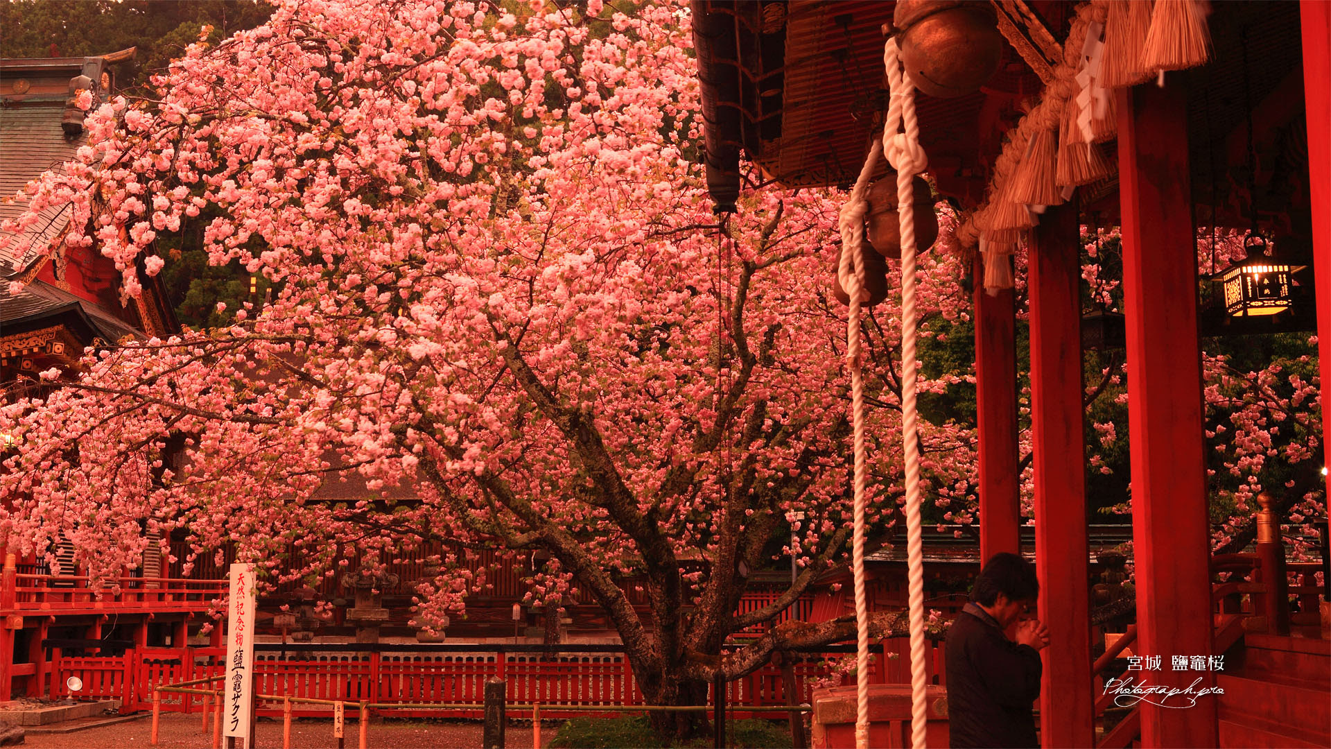 すべての花の画像 最高19x1080 壁紙 神社