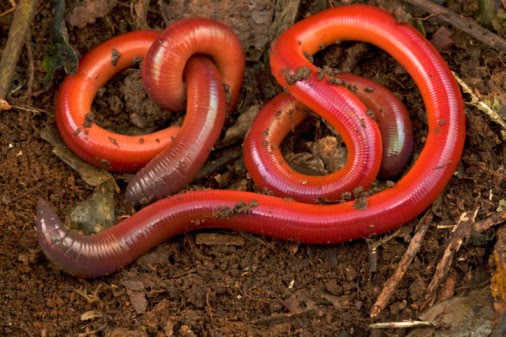 Filum Annelida  Kelas Clitellata Cacing  Tanah Kang Biology