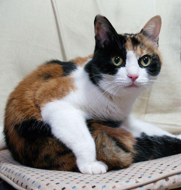 ベスト三毛猫 壁紙 最高の花の画像