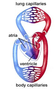 Formed by friends/musicians in late 2015. Circulatory Systems