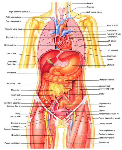 Human body internal organs schema flat infographic poster with. Inside A Womens Body Clip Art Library