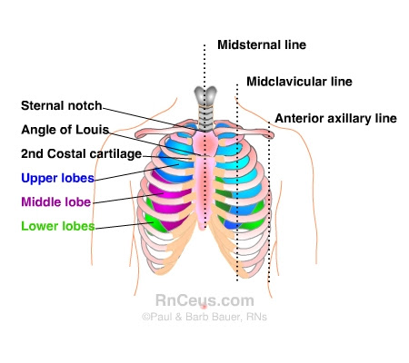 It originates at your clavicle, ribs, and sternum, and inserts into the upper portion of your humerus (upper arm. Anatomy Thoracic Cavity