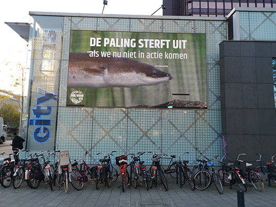 Palingspot in Rotterdam