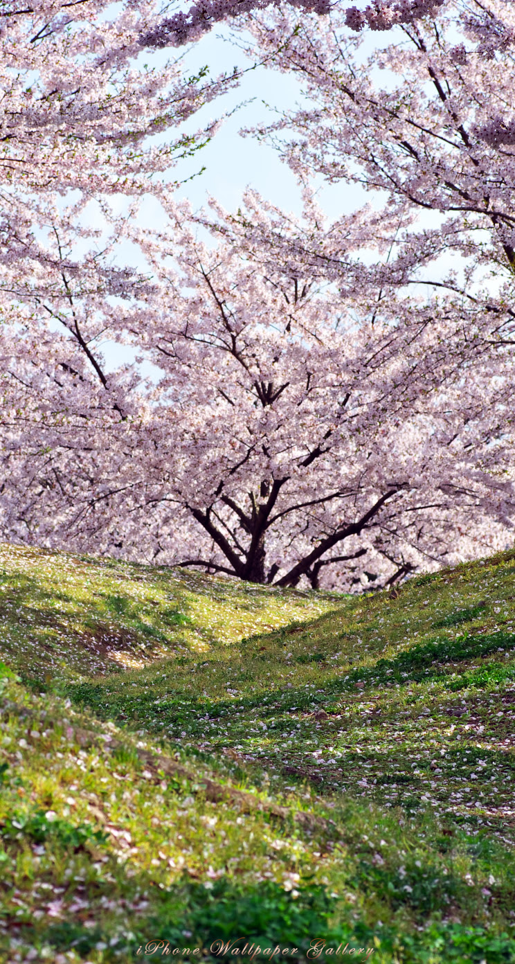 ベストセレクション 桜 壁紙 高 画質 高品質の壁紙のhd壁紙