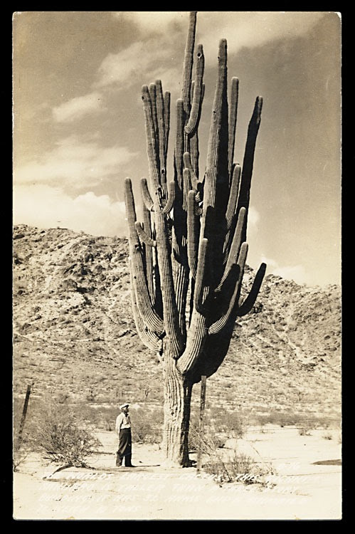 However, this cactus is also popular as a houseplant due to its unique appearance and ease of care, and its size is usually far more contained. The World S Largest Saguaro Cactus Sheaff Ephemera