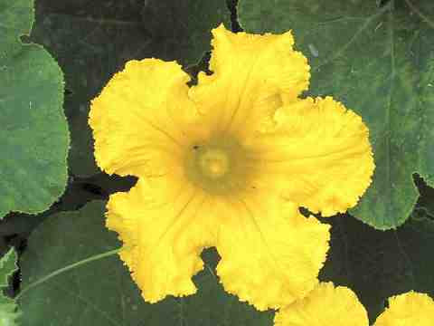画像 かぼちゃ 花 言葉 おもちゃ かぼちゃ 花 言葉 Gbrkusongojp