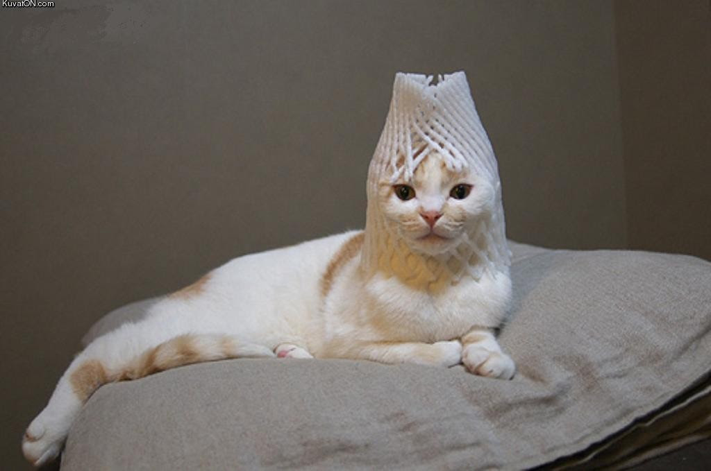 最高の動物画像 ラブリー面白 可愛い 動物