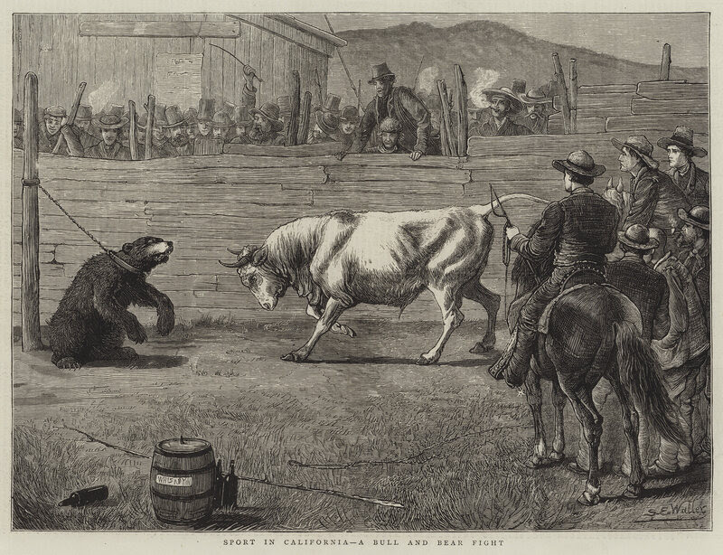 A bull and bear fight in California, 1876.