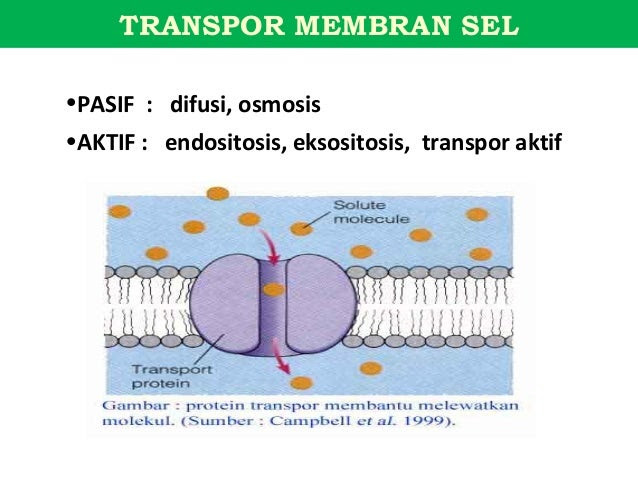 Contoh Difusi Melalui Membran Sel - Contoh 317