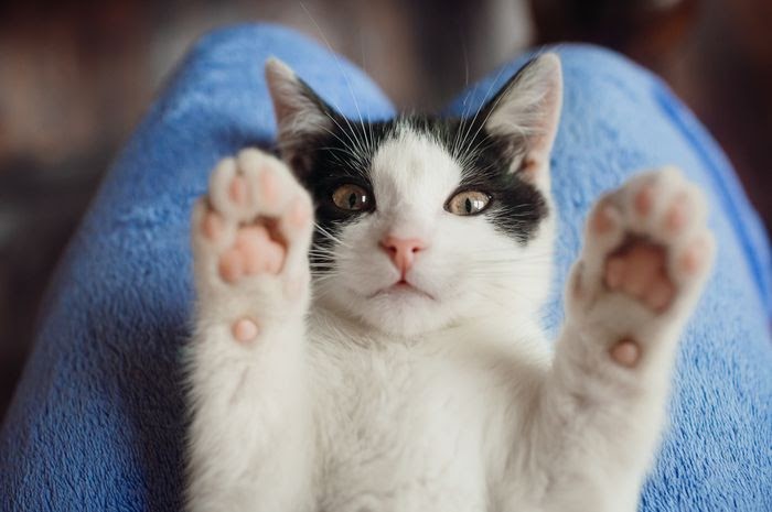  Paling  Populer 20 Kumpulan Foto Kucing  Lucu  Imut Dan 