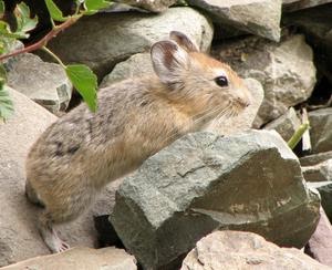 Sejarah Hamster 