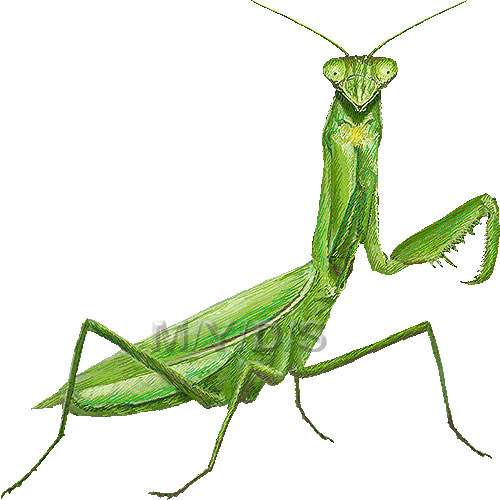 すべての動物の画像 最新カマキリ かっこいい イラスト