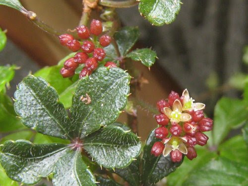 ロイヤリティフリーシュガーバイン 花言葉 すべての美しい花の画像