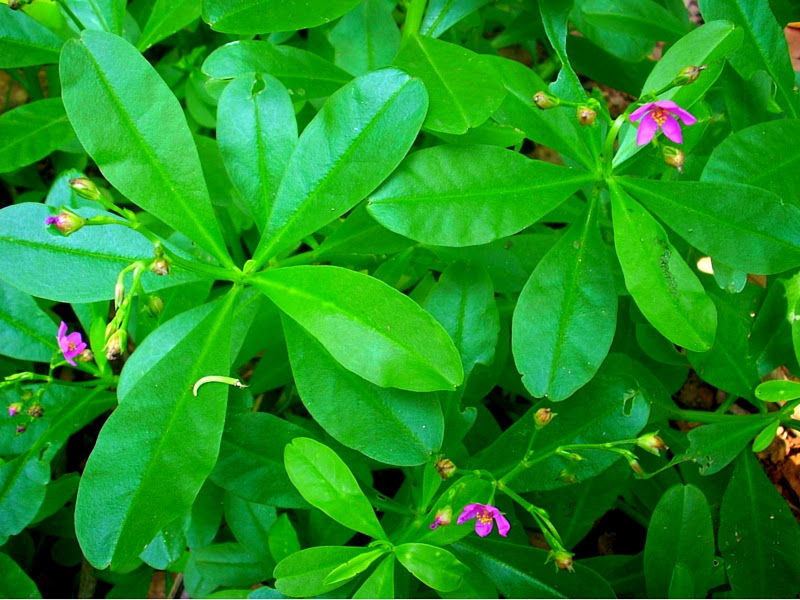 Check spelling or type a new query. 20 Health Benefits Of Waterleaf Top For Brain And Beauty Recipe For Waterleaf Soup Naijalife Magazine