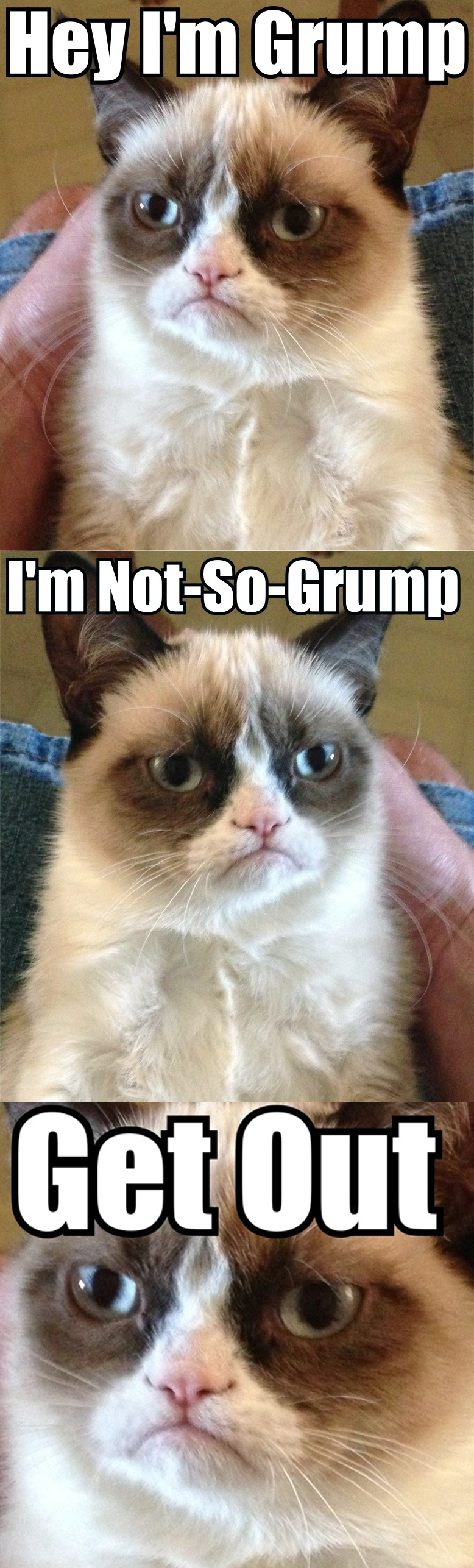 With Best Grumpy Cat Pictures Funny Grumpy Cat Pictures Grumpy Cat