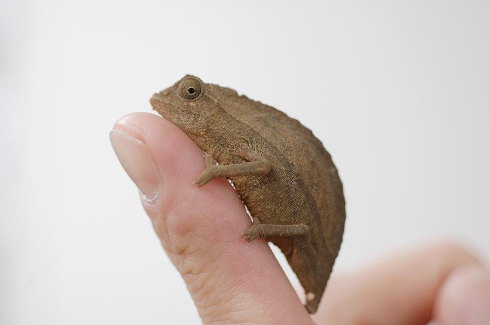 ロイヤリティフリー可愛い カメレオン 最高の動物画像