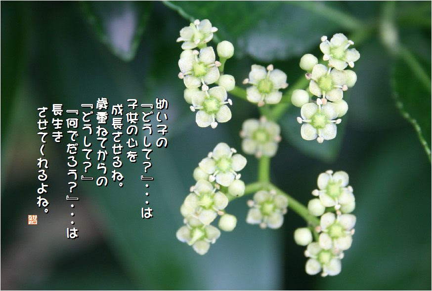 すべての花の画像 最高柾 花言葉