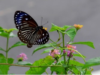 luthfiannisahay: Apa Bahasa Indonesia Dari Butterfly