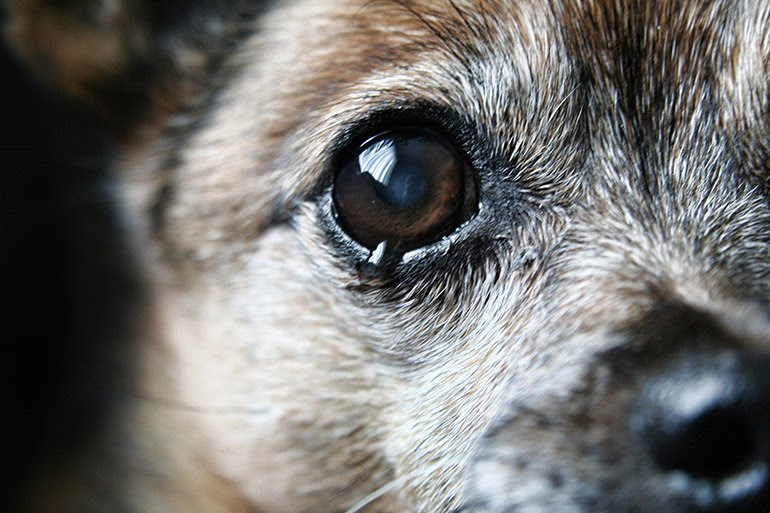 Une aérosolthérapie peut également donner de bons résultats, si le chat se montre coopératif, car il s'agit de lui faire des sortes d' inhalations plusieurs fois par jour pendant 15. Mon Chien A Les Yeux Qui Coulent Clinique Veterinaire Des 2 Ormeaux