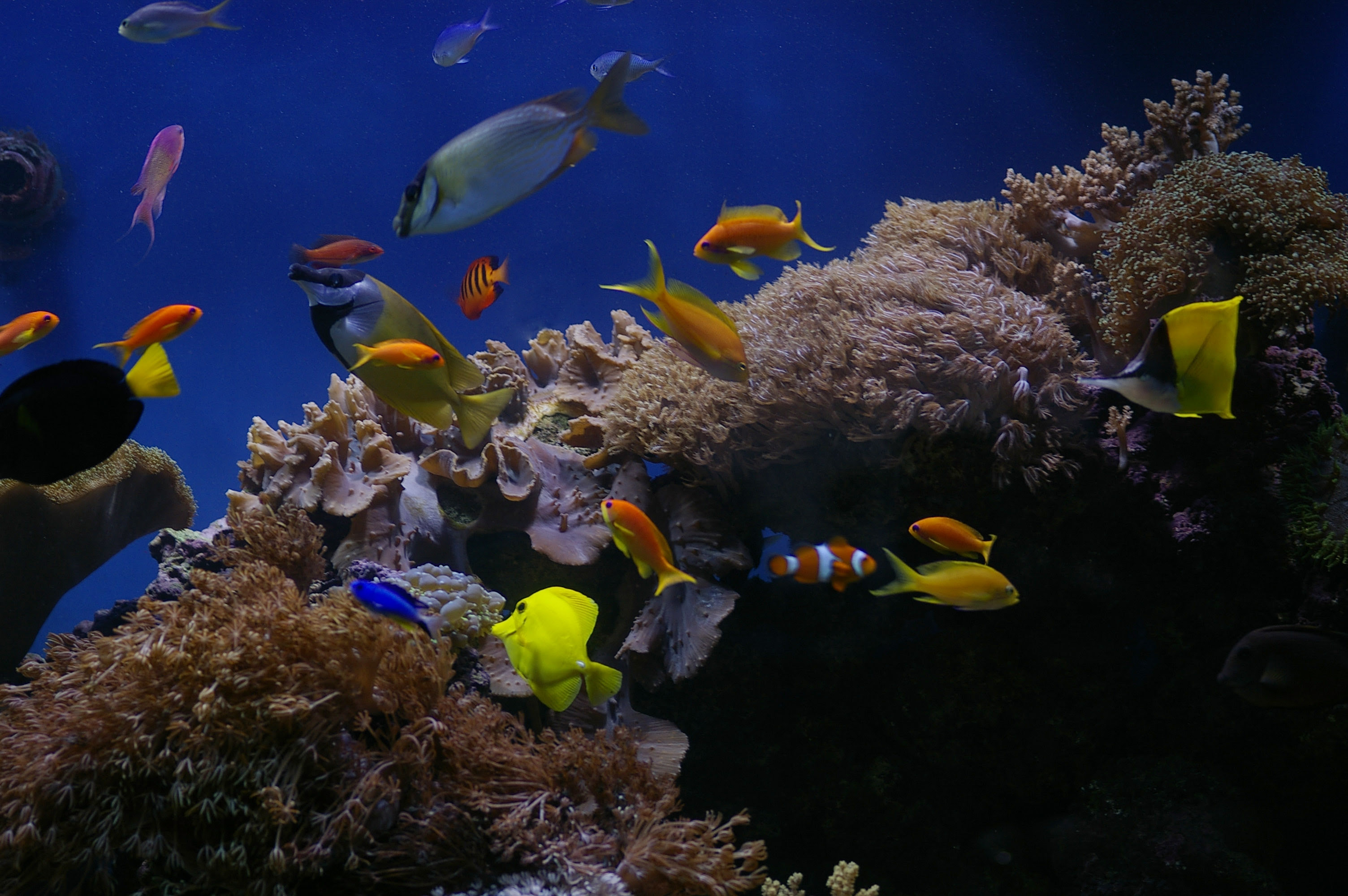 Kumpulan Gambar Kartun Ikan Hias