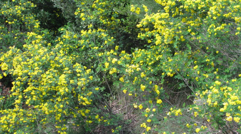 Nella macchia mediterranea si ritrovano piante sempreverdi di varie altezze, la macchia alta, detta anche foresta mediterranea, offre alberi che raggiungono i 2, 3 metri di altezza come il corbezzolo e il leccio mentre nella macchia bassa le piante raggiungono al. Gli Alberi E Gli Arbusti Autoctoni Dei Giardini Storici Coordinamento Nazionale Alberi E Paesaggio Onlus