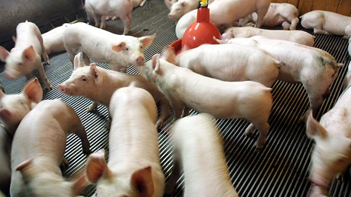 VIDEO. L'association L214 diffuse de nouvelles images chocs tournées dans deux élevages de porcs