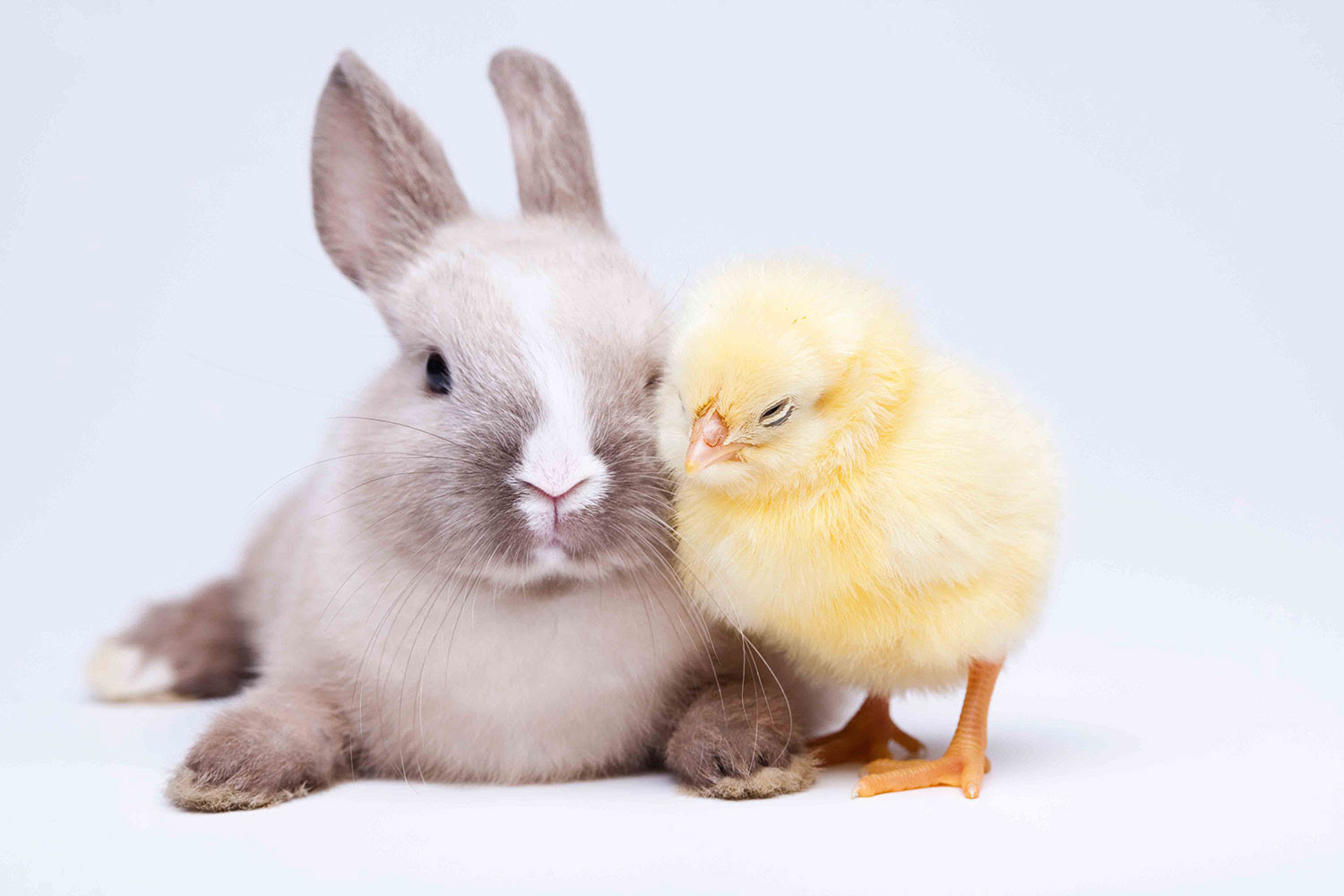 Edeka Osterhasen / EDEKA Hammes - Home | Facebook ...