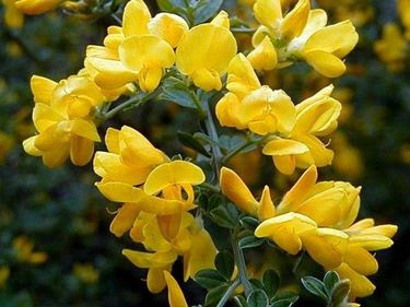 Non so come si chiamino, ma sono sempre i primi ad apparire a mosca. Fiori Gialli Macchia Mediterranea