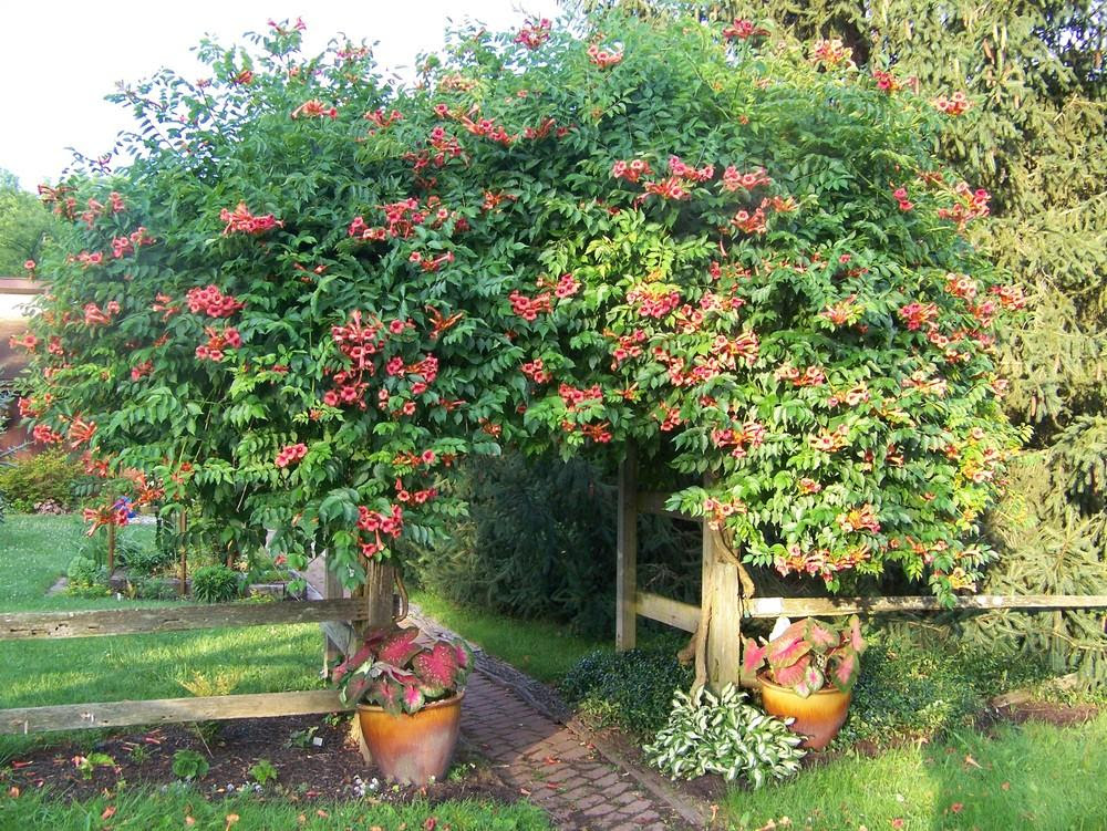 We did not find results for: The All Things Plants Most Popular Vines And Climbers Garden Org
