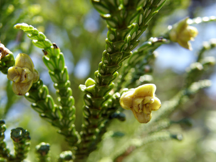 ベスト50 あすなろ 花 言葉 すべての美しい花の画像