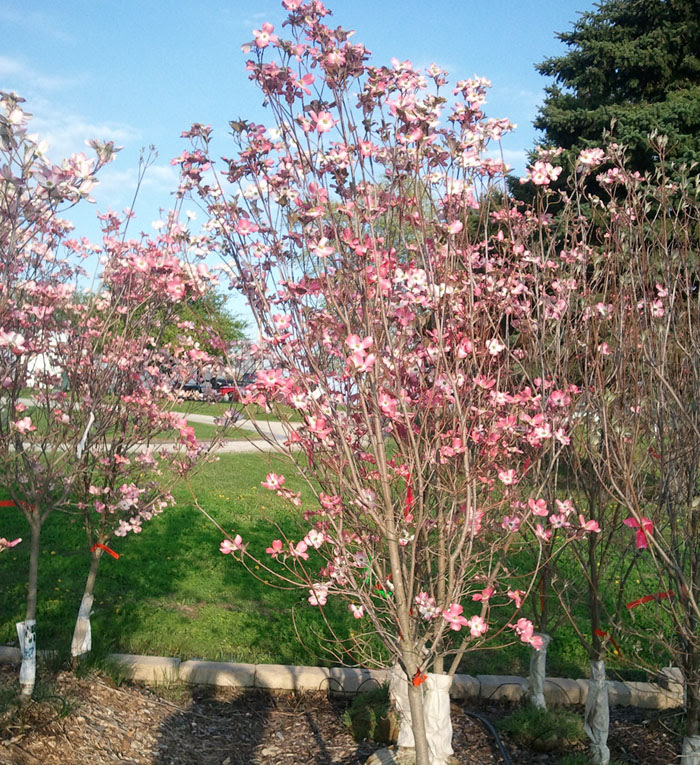 Check out our pink dogwood tree selection for the very best in unique or custom, handmade pieces from our outdoor & gardening shops. Flowering Dogwood Trees Indiana Hoosier Home And Garden