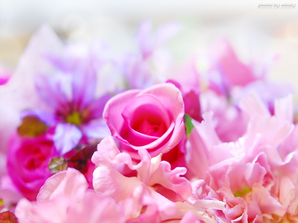すべての花の画像 新鮮なデスクトップ 壁紙 無料 花
